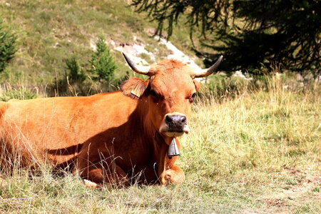 Lac des Cordes, Lac des Cordes 055