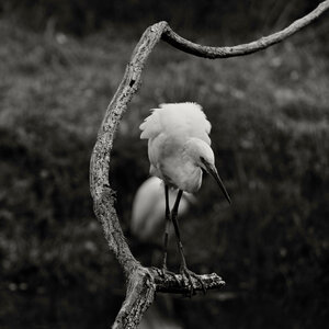 Réserve ornithologique du Teich, Aigrette garzette (Egretta garzetta)