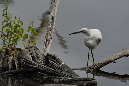 Réserve ornithologique du Teich, Aigrette garzette (Egretta garzetta)