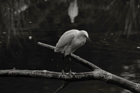 Réserve ornithologique du Teich, Aigrette garzette (Egretta garzetta)