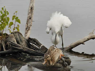 Réserve ornithologique du Teich, Aigrette garzette (Egretta garzetta) et Canard colvert (Anas platyrhynchos) – Femelle