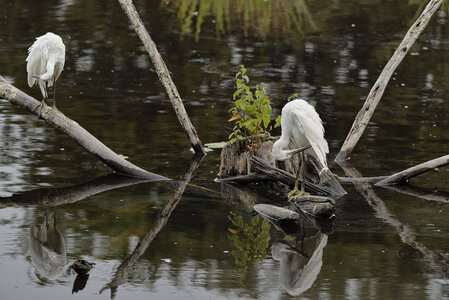 Réserve ornithologique du Teich, Aigrette garzette (Egretta garzetta)