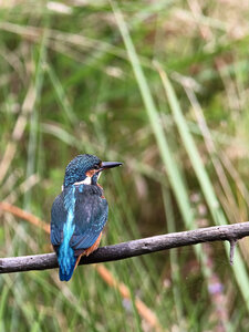Réserve ornithologique du Teich, Martin-pêcheur d’Europe (Alcedo atthis)