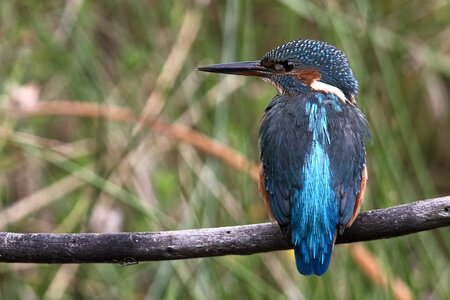 Réserve ornithologique du Teich, Martin-pêcheur d’Europe (Alcedo atthis)