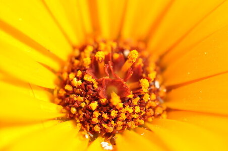 Cartographie, calendula_red