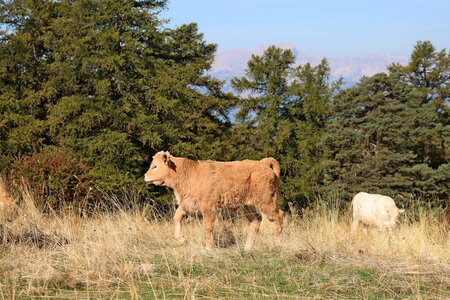 Mont-Colombis, Mont-Colombis 008