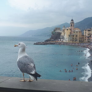 Guide Toscane, 107-Camogli_01