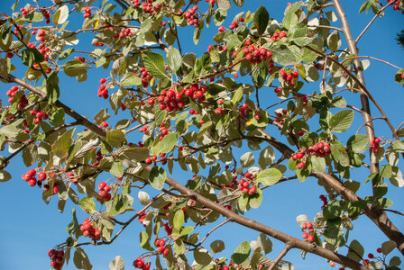 Promenade Chanteloube, boucle de Pralong 10102023, DSC_0213