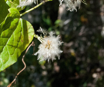 Promenade Chanteloube, boucle de Pralong 10102023, DSC_0219