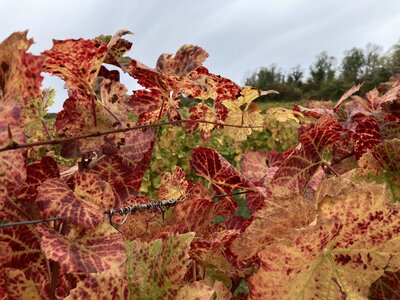 Automne 2023, IMG_3050