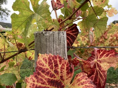Automne 2023, IMG_3052