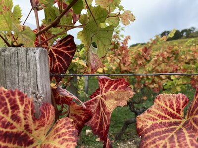Automne 2023, IMG_3054