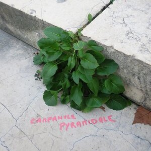 Contributions via Framaform, campanule
