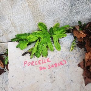 Contributions via Framaform, porcelle