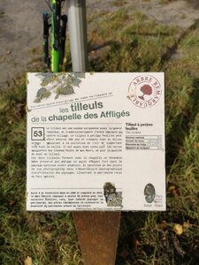 Les arbres remarquables du parc naturel régionale Scarpe-Escaut, La plaque du PNR à propos de l'arbre