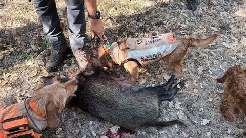 Chasse, 02 ROC DONZEILLE 10 SEPT 2023