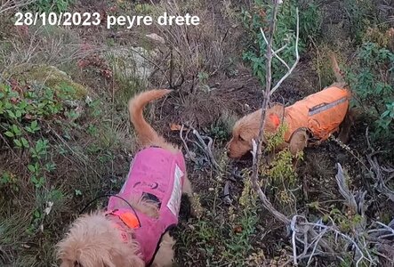 Chasse,  07 PEYRE DRETE 20 10 2023
