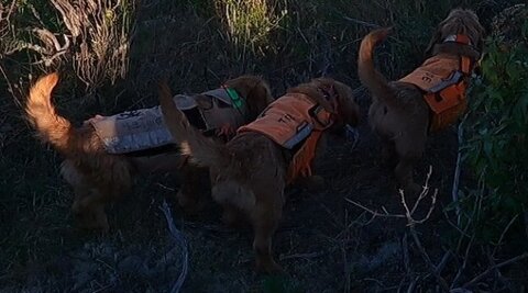 Chasse,  06 bas devese 30 sept 2023
