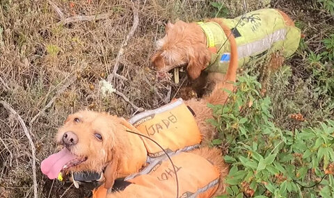 Chasse,  03 CAMPANETTES  17  SEPT 2023