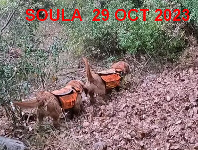 Chasse,  09 SOULA 29 10 2023