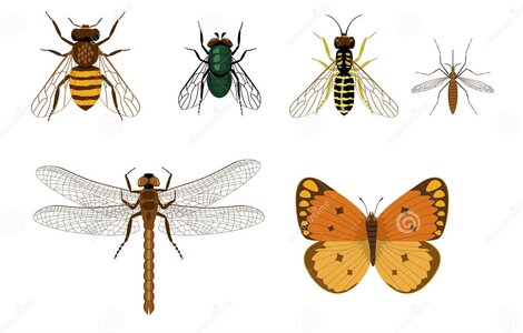 Elément AIR, Insectes volants 2