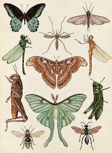 Elément AIR, Insectes volants