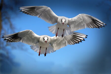Elément AIR, Oiseaux