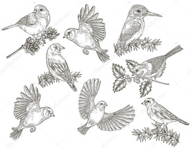 Elément AIR, Air - Oiseaux planche