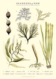 Elément EAU, Eau - Algues