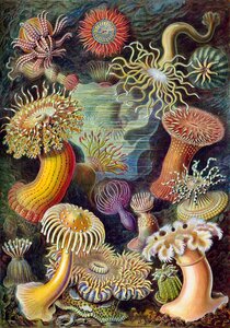 Elément EAU, Eau - Anémones Hans Haeckel