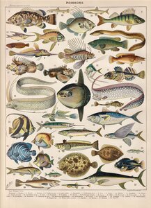 Elément EAU, Eau - Poissons