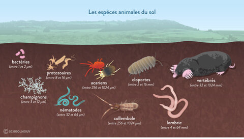 Elément TERRE, Terre - Espèces animales