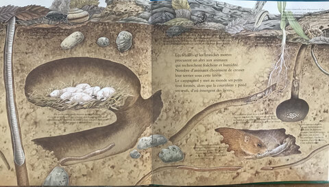 Elément TERRE, Terre- Livre Ça grouille sous terre6