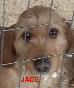 LES CHIENS(NES) Basset fauve de Bretagne de la font de l'Arca, 01 JADE