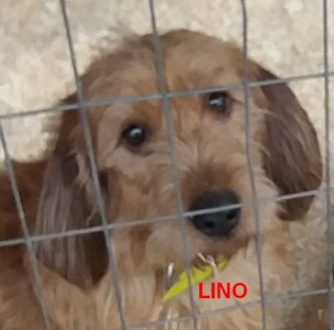LES CHIENS(NES) Basset fauve de Bretagne de la font de l'Arca, 02 LINO