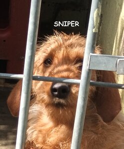 LES CHIENS(NES) Basset fauve de Bretagne de la font de l'Arca, 04 SNIPER