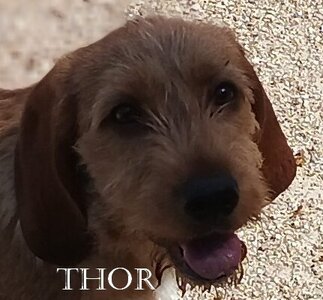LES CHIENS(NES) Basset fauve de Bretagne de la font de l'Arca, 05 THOR