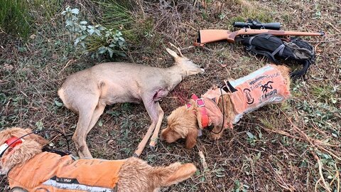 Chasse, 11 vdb 11 11 2023 jade  thor