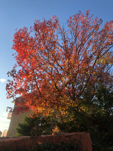 Club Photo Lagnes : défi novembre 2023 : contre-jour et lumière d'automne, automne08 - antoine