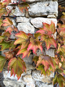 Club Photo Lagnes : défi novembre 2023 : contre-jour et lumière d'automne, automne19 - antoine