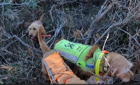 Chasse, 12 haut peyre drete 26 nov 2023.2