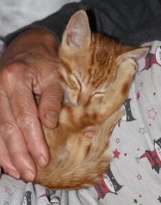 Pumpkin, IMG_2617-r