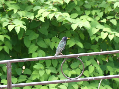 Oiseaux, P1030528
