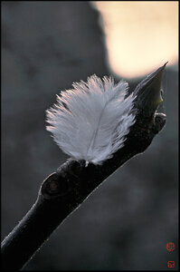goofypix_public, plume d’ange_gilles