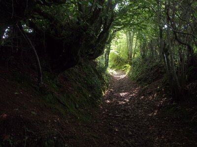 goofypix_public, tree-nature-forest-path-wilderness-light-939729-pxhere.com