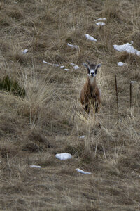 15-01-24_mouflons, _MG_7117