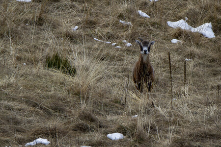 15-01-24_mouflons, _MG_7118