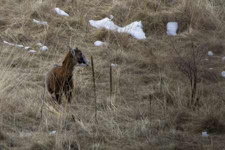 15-01-24_mouflons, _MG_7121