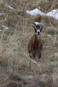 15-01-24_mouflons, _MG_7124