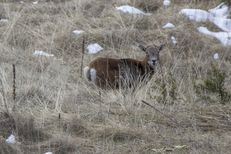 15-01-24_mouflons, _MG_7126